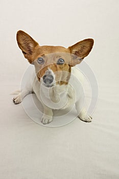 Brown and white Cardigan Welsh Corgi on white backgroundÂ 